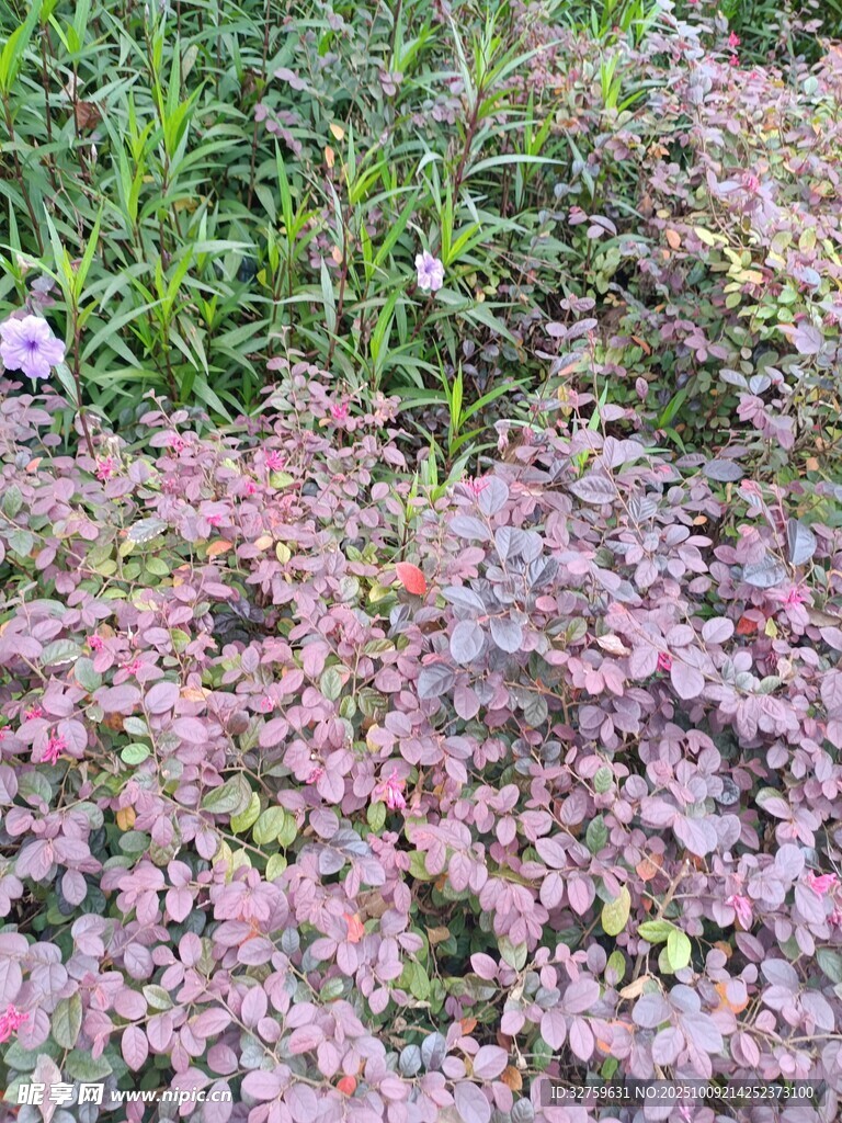 粉色与绿色交织的植物景观
