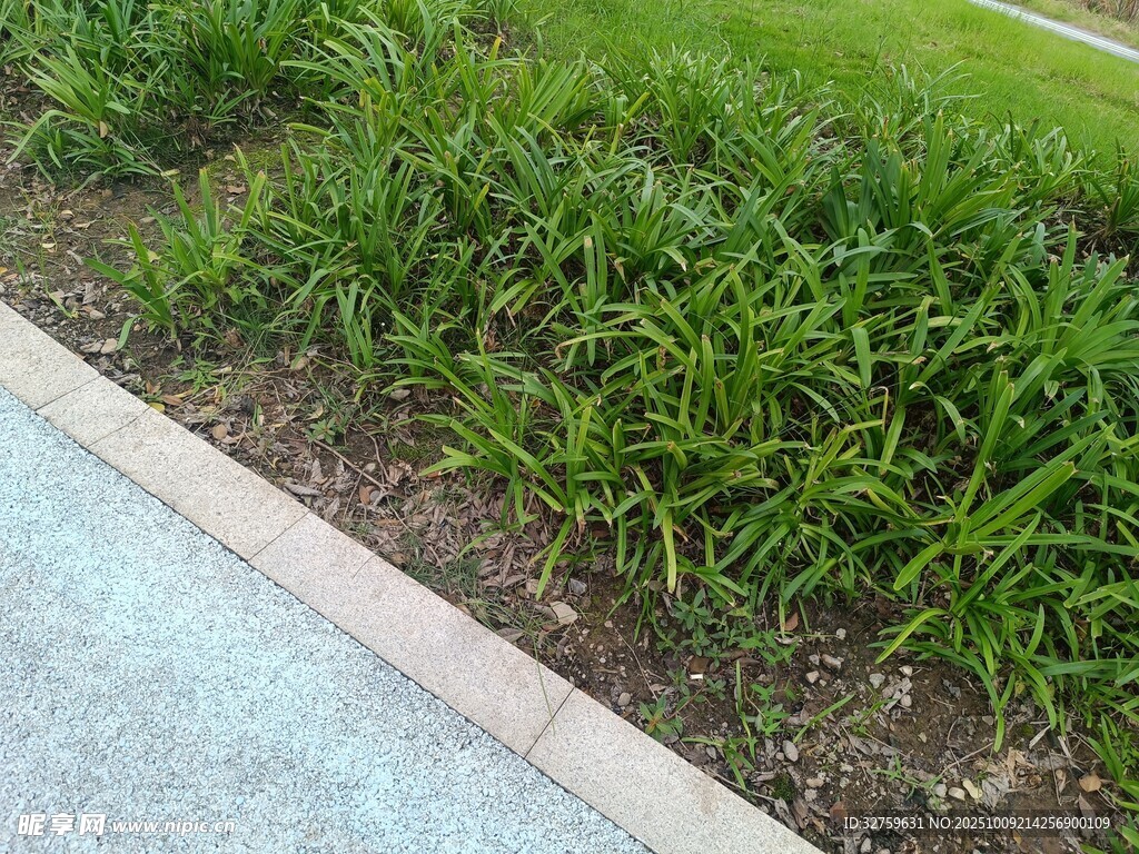 路边翠绿草丛景观