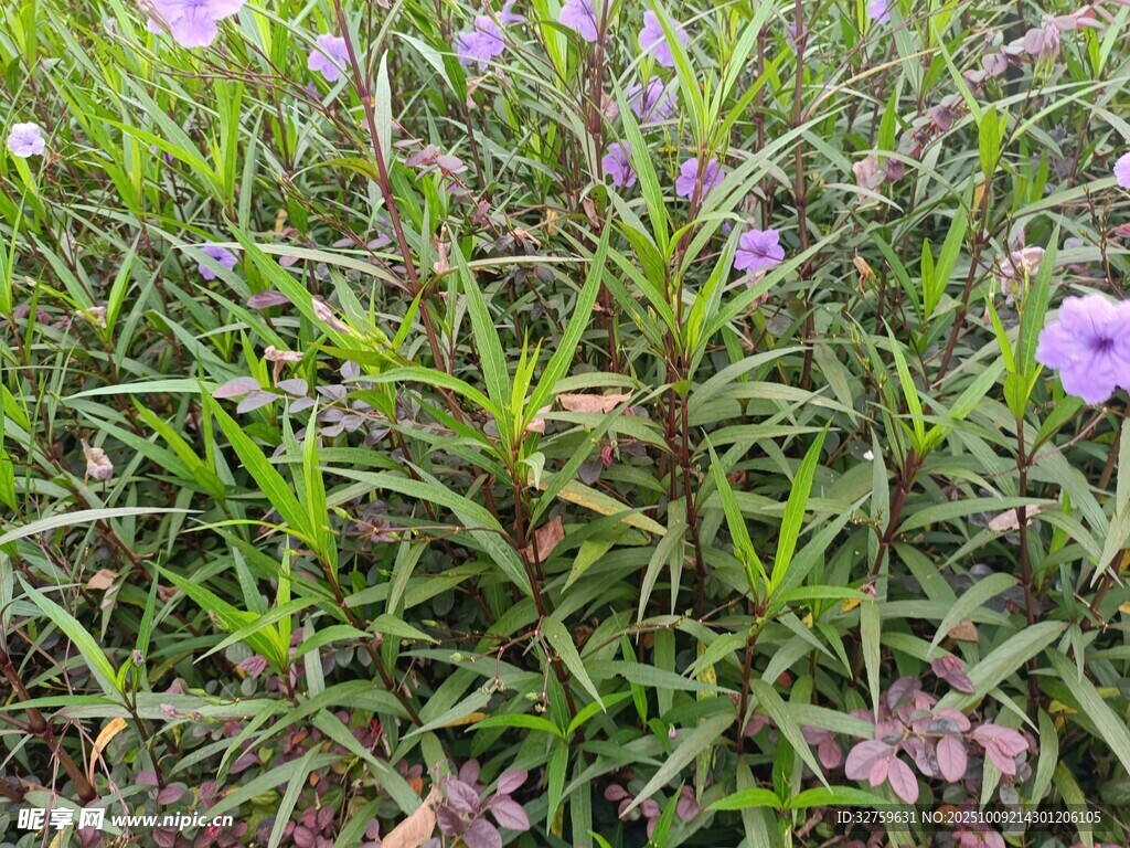 紫色小花点缀绿色草地