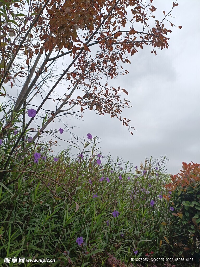 野外繁茂草木与多彩植物