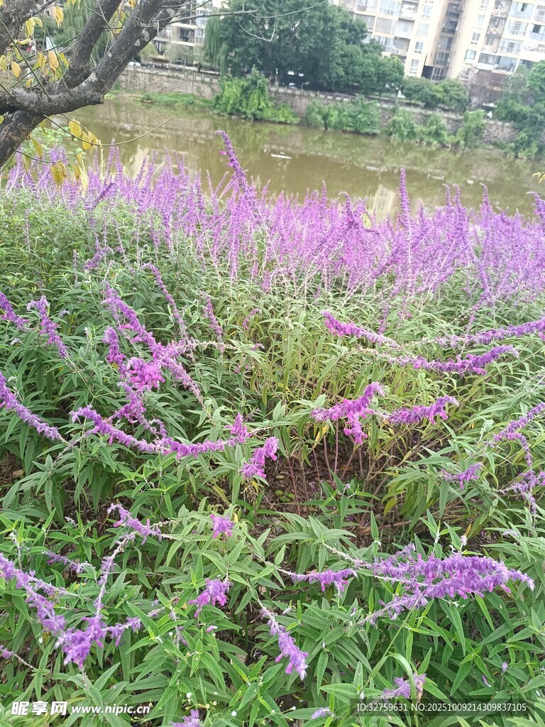 紫色花丛中的美丽自然景观
