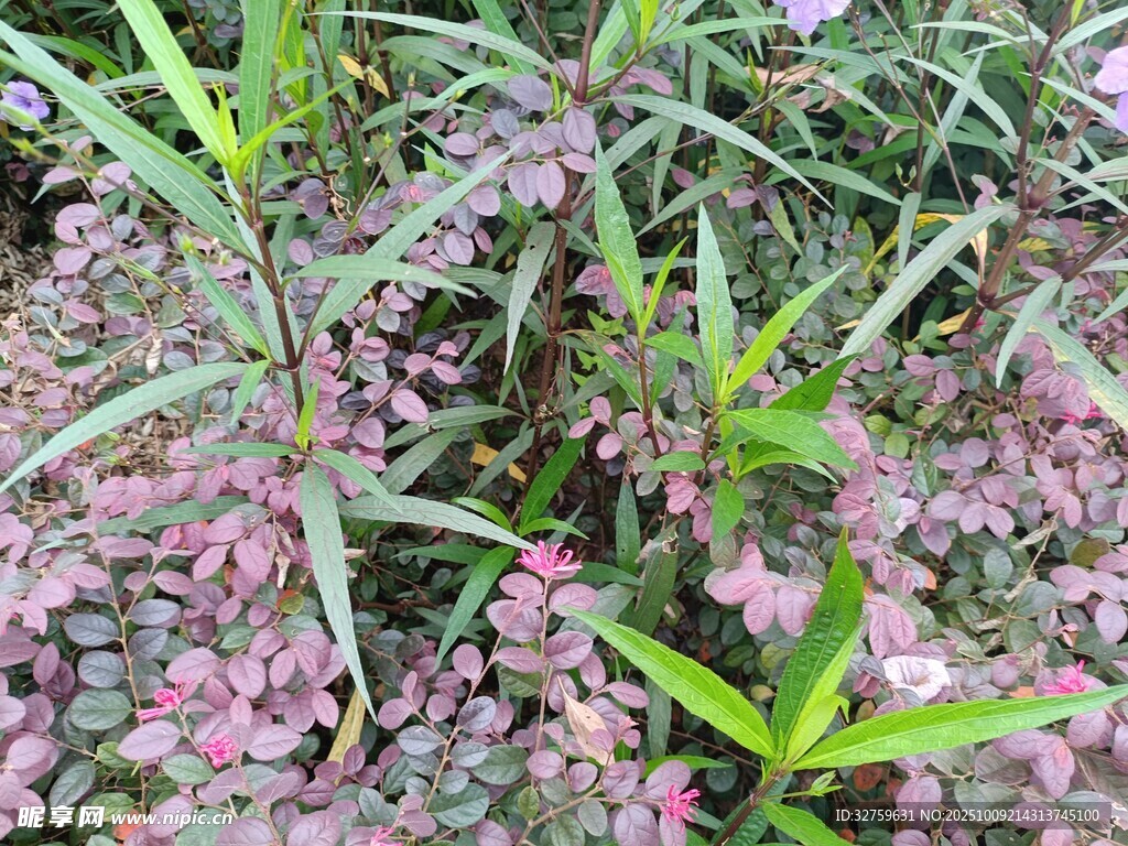 粉色小花与绿叶植物景观