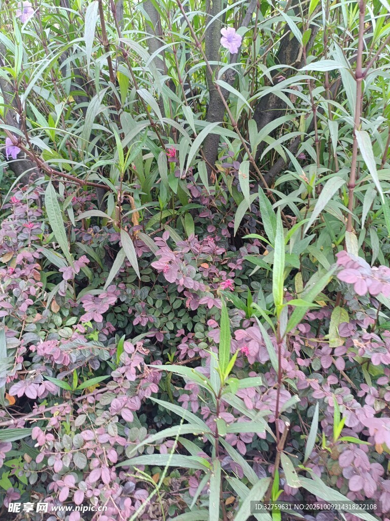田野中的繁茂植物