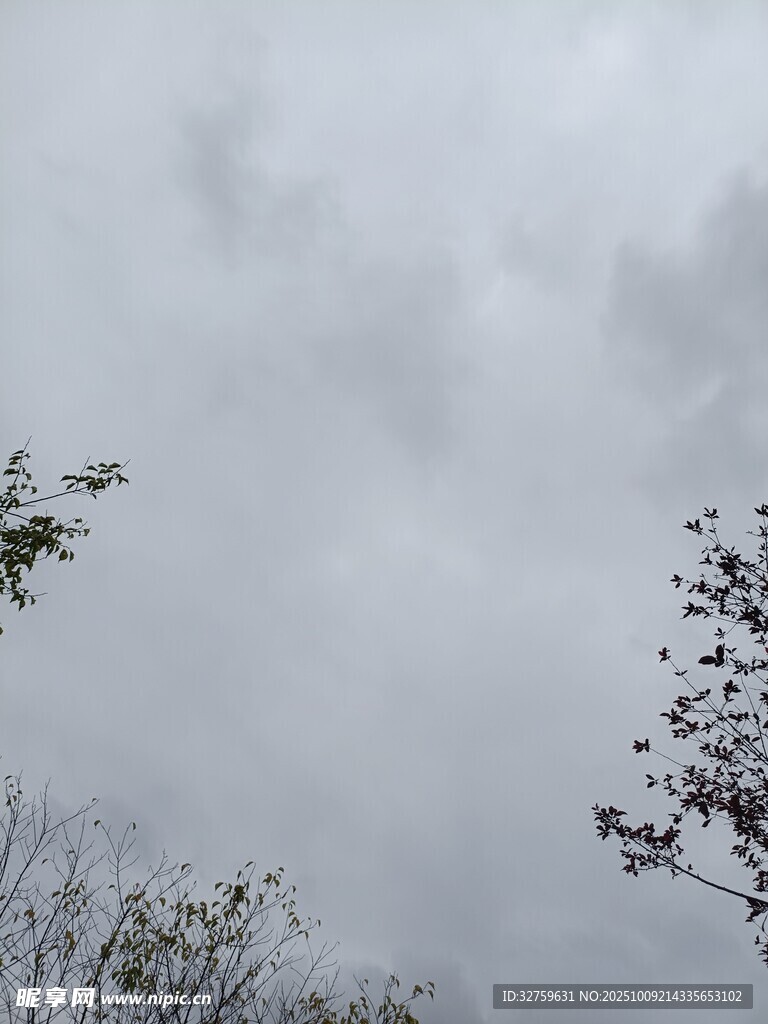 云雾缭绕中的树梢