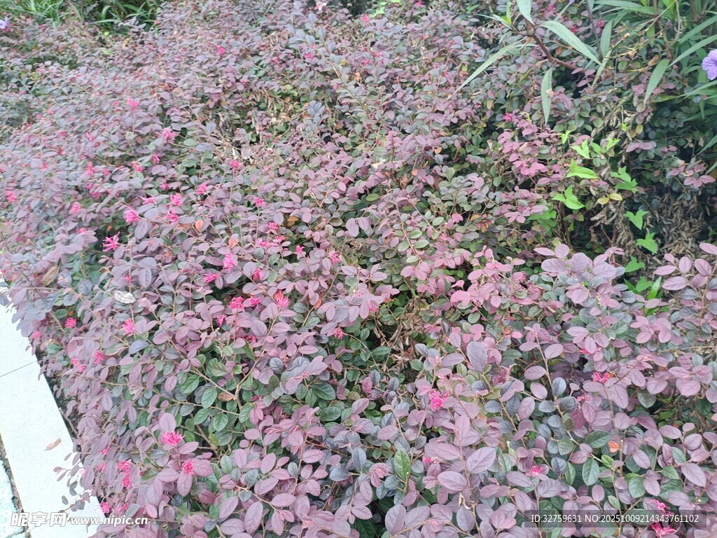 粉色繁茂小花丛