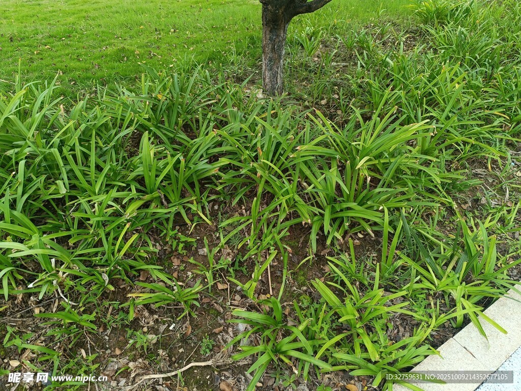 草地旁的树木与嫩绿青草