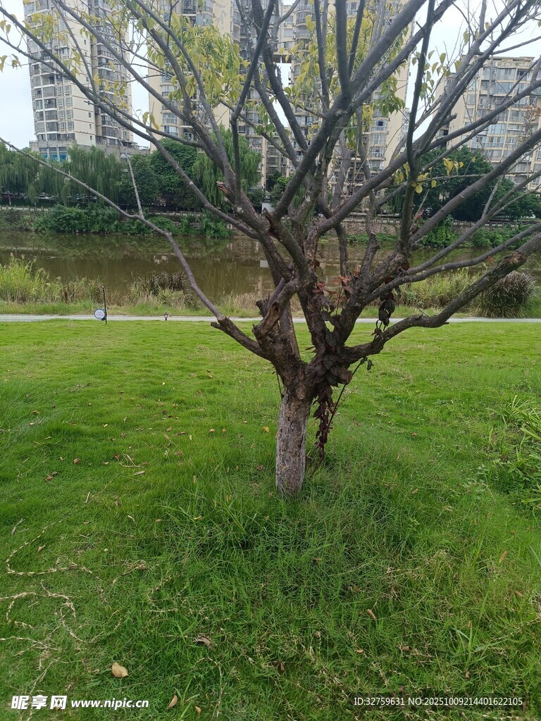 草地上的光秃树木