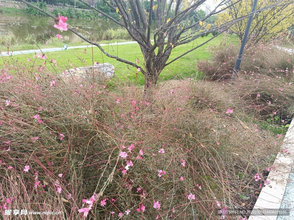 春日路边绽放的粉色小花