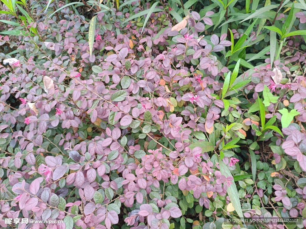 粉色叶片植物特写