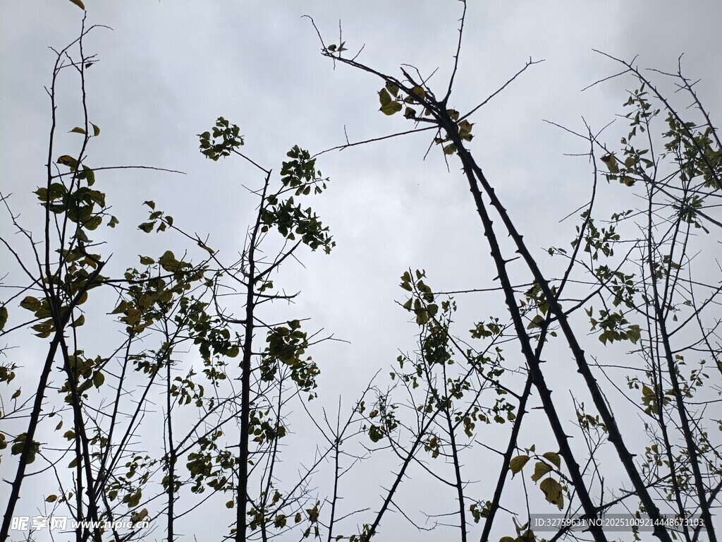 天空下的植物枝干剪影