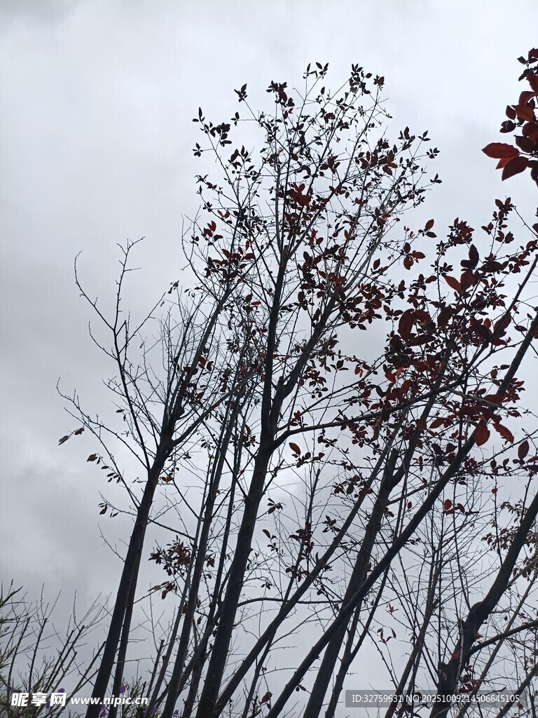 阴天里的枯树与红叶