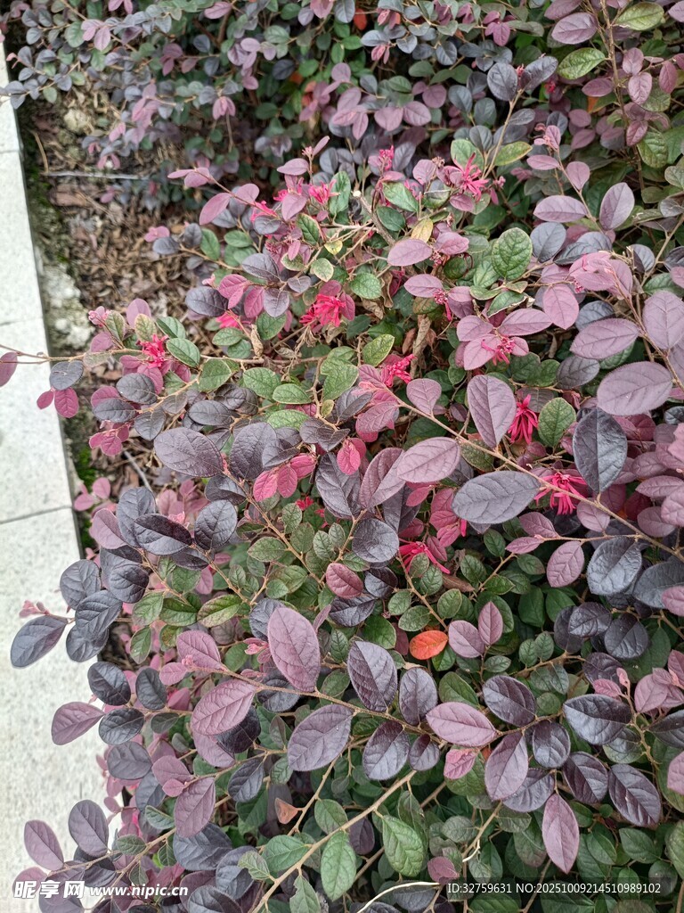 紫叶丛中点点红花