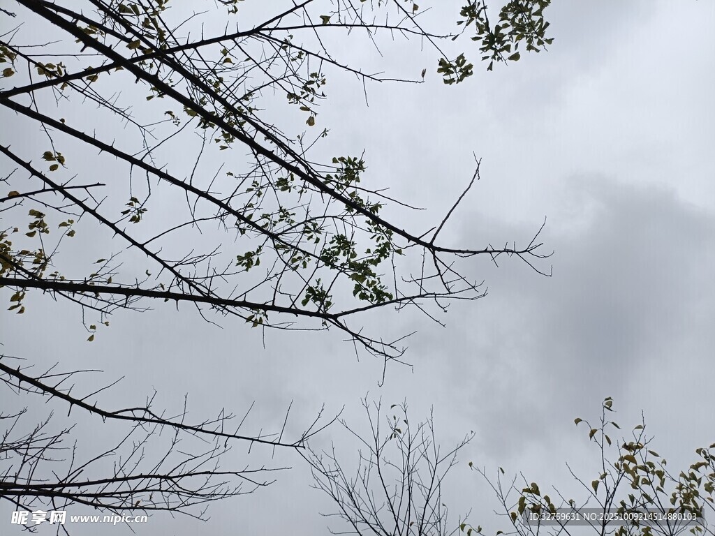 阴天树枝景象