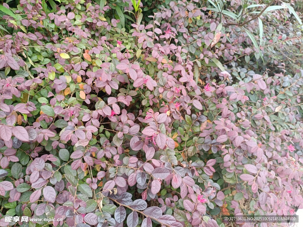 紫红色叶片植物景观