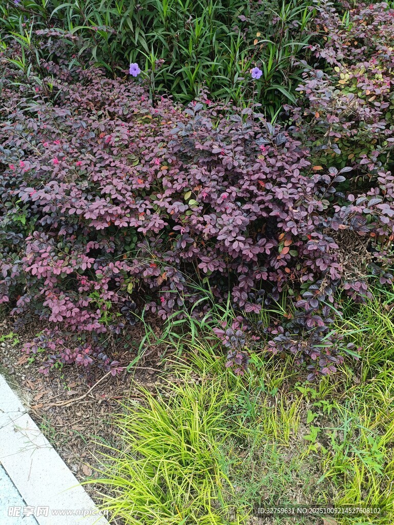 紫叶植物与绿色植物搭配