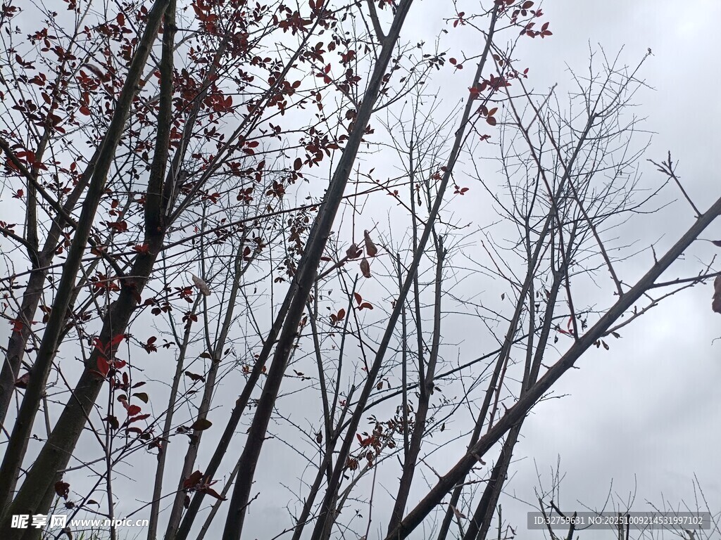 冬日枯树与阴沉天空