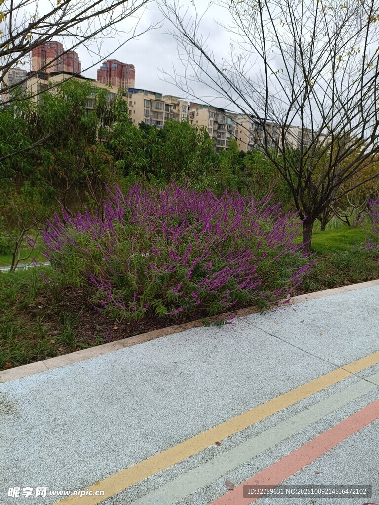 路边绽放的紫色花丛