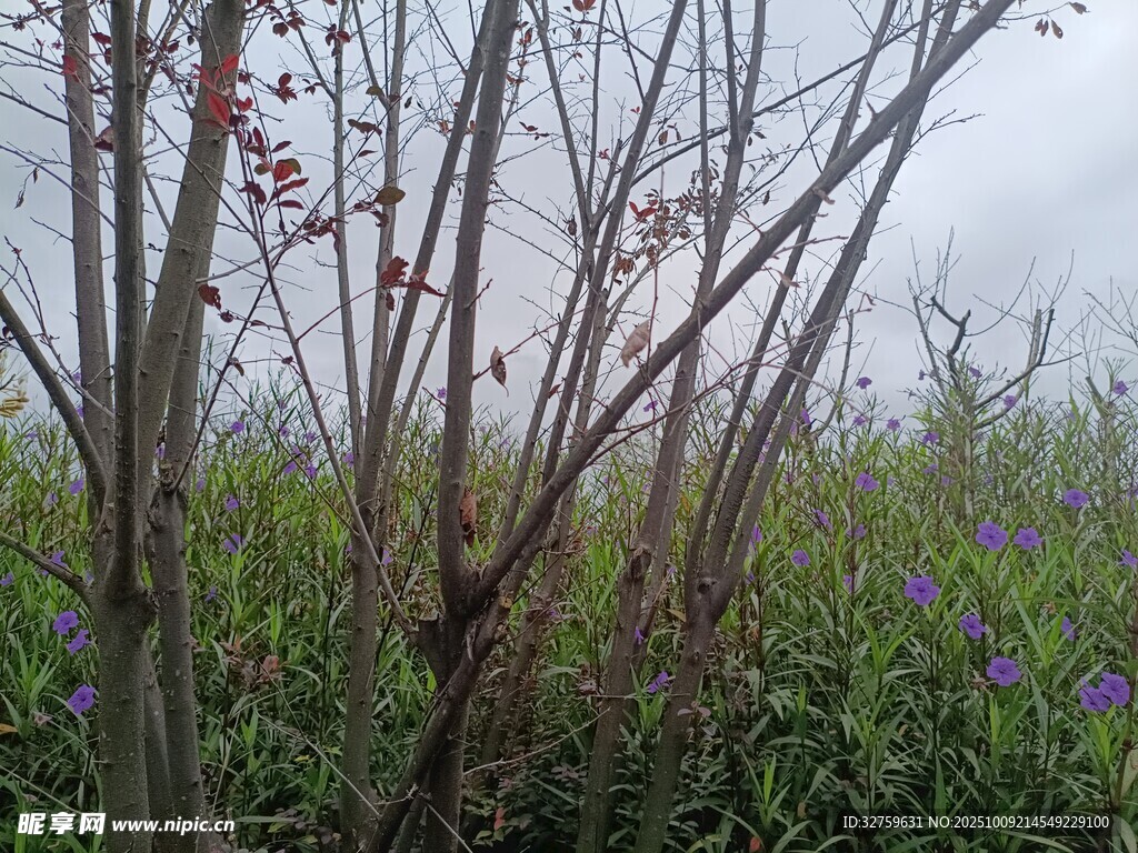 雾中草木景致