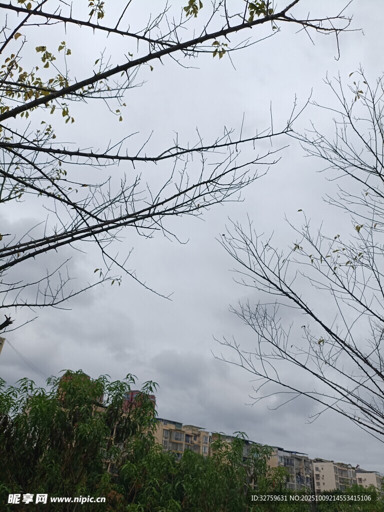 阴天树枝下的建筑物