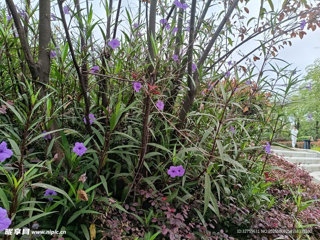 紫色花卉与绿植景观