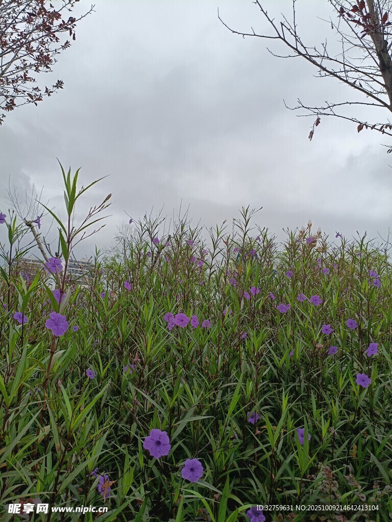 紫色野花盛开的草地