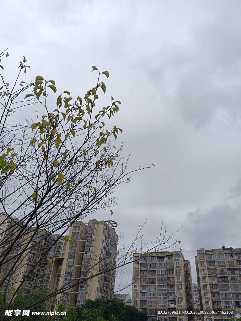 阴天城市中的树木与高楼