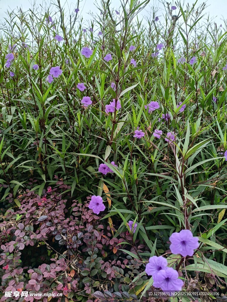 紫色小花绽放于绿植间