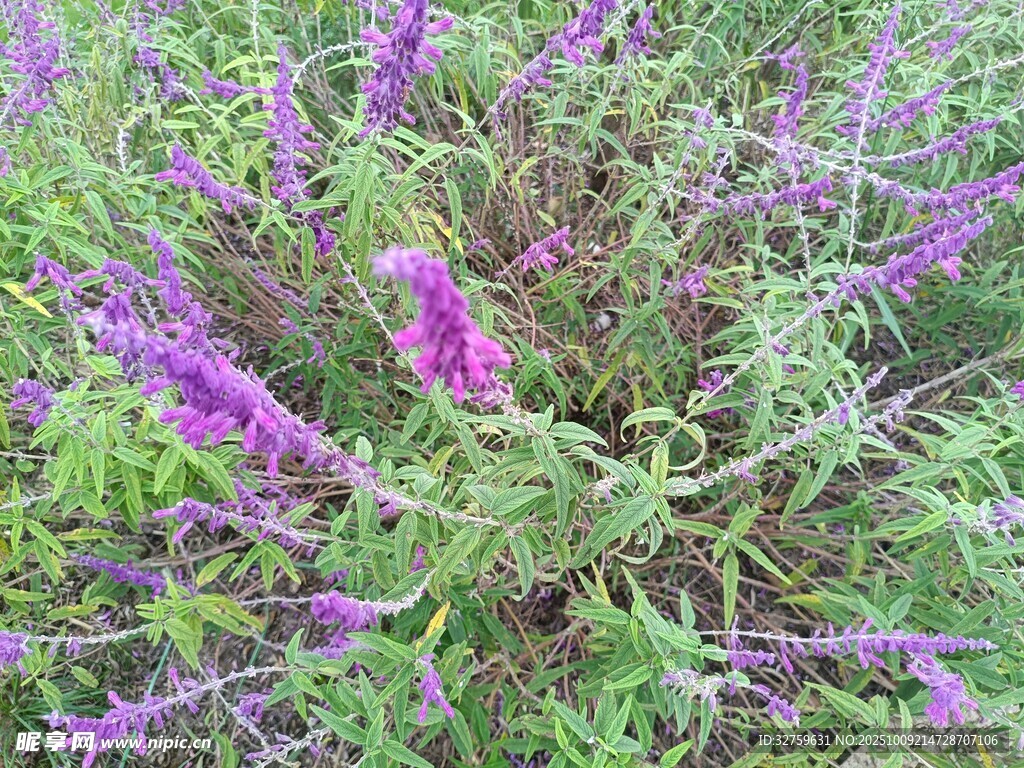 紫色繁茂花草景观