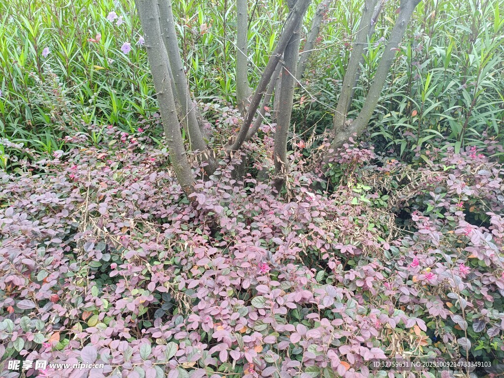 地面粉色植物与树木景观