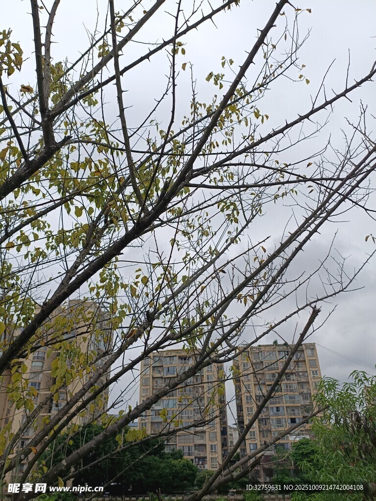 乡村旧屋旁的繁茂树枝