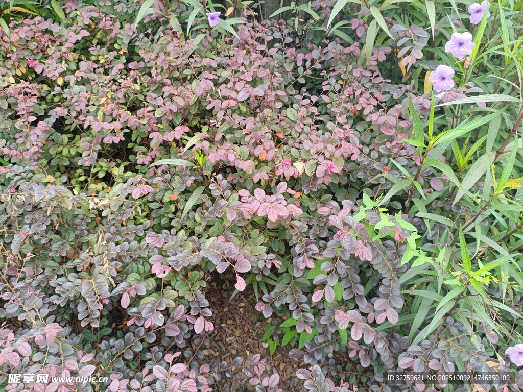 多彩繁茂的地面植物景观