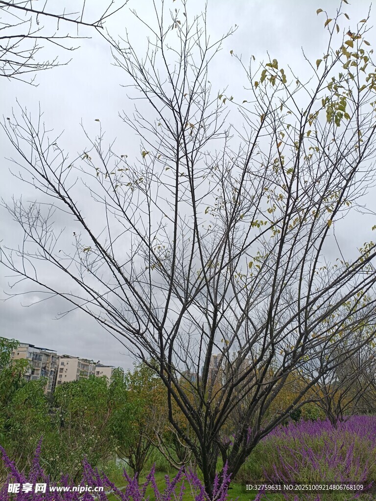 紫花旁的光秃树木