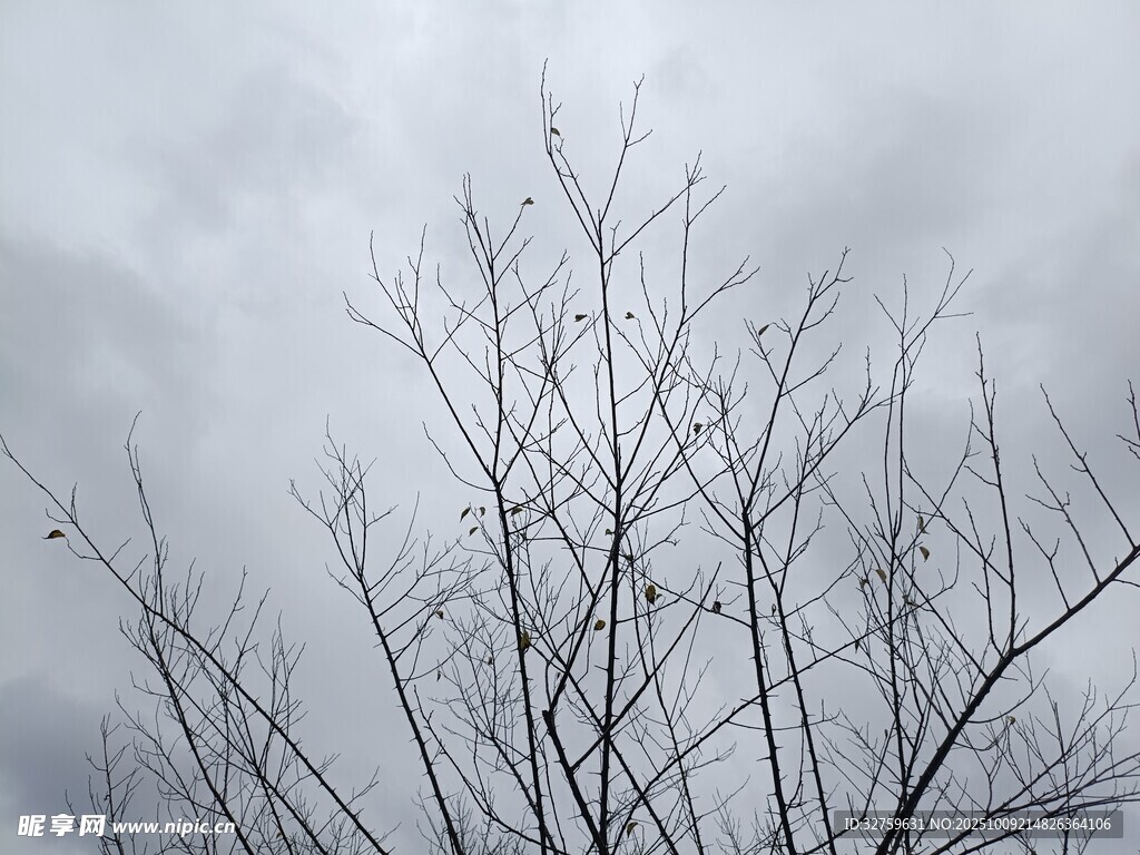 冬日枯树与阴沉天空