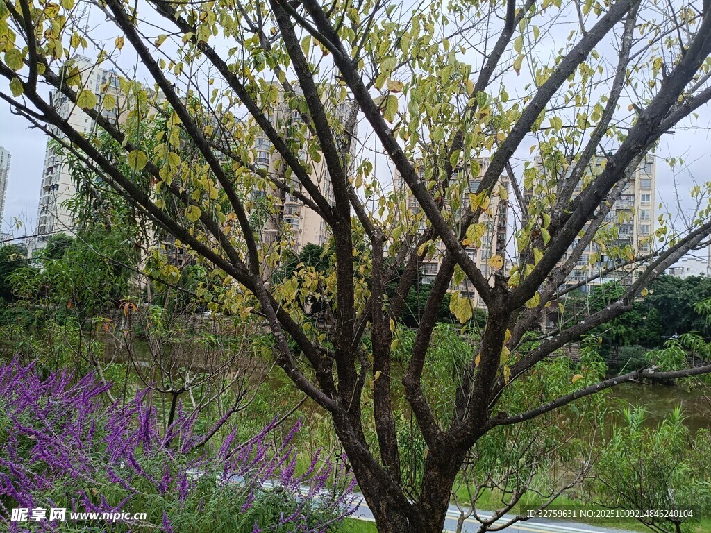 春日光秃树枝与烂漫花丛
