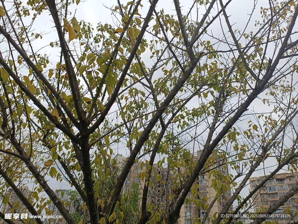 秋日枝头树叶景致