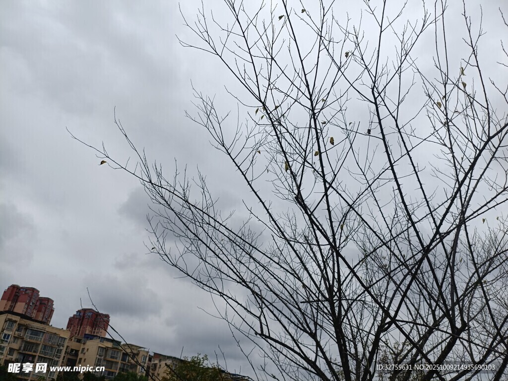 冬日枯树与远处建筑