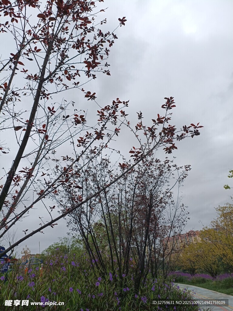 小径旁的树木与朦胧天色