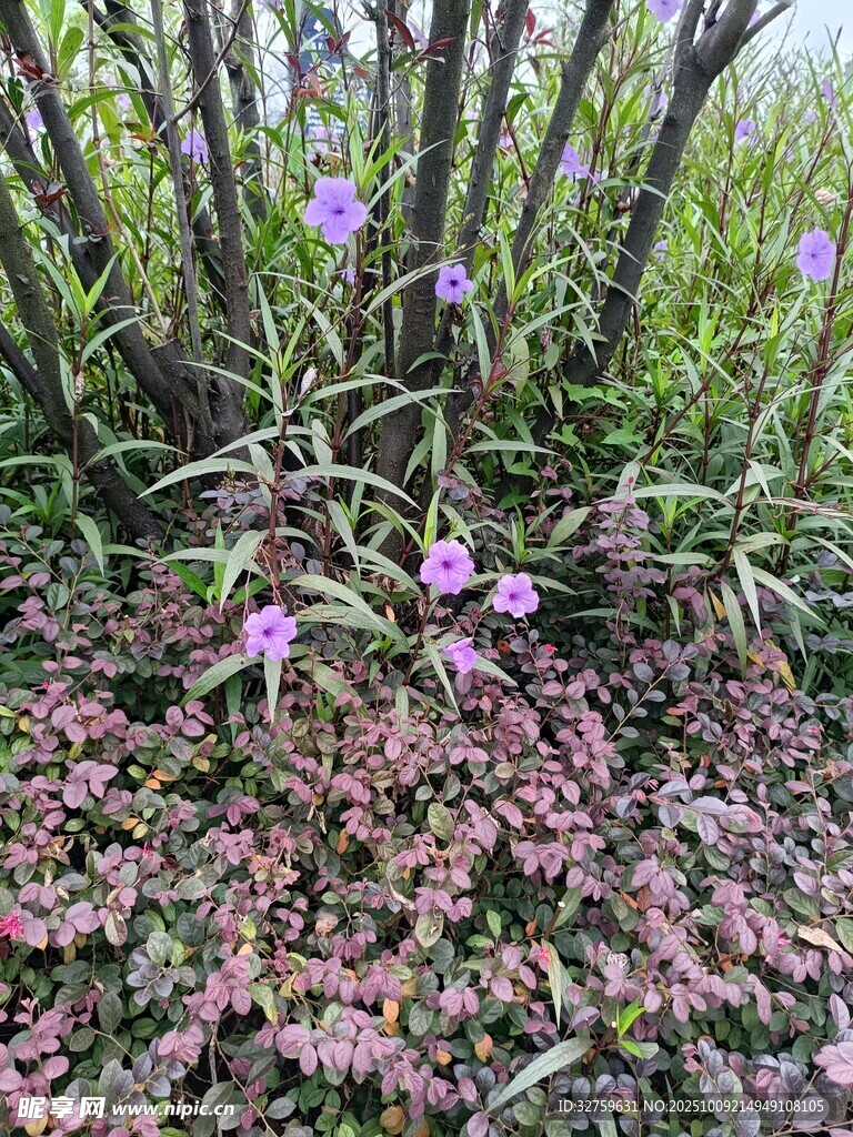 草丛中的紫色小花绽放