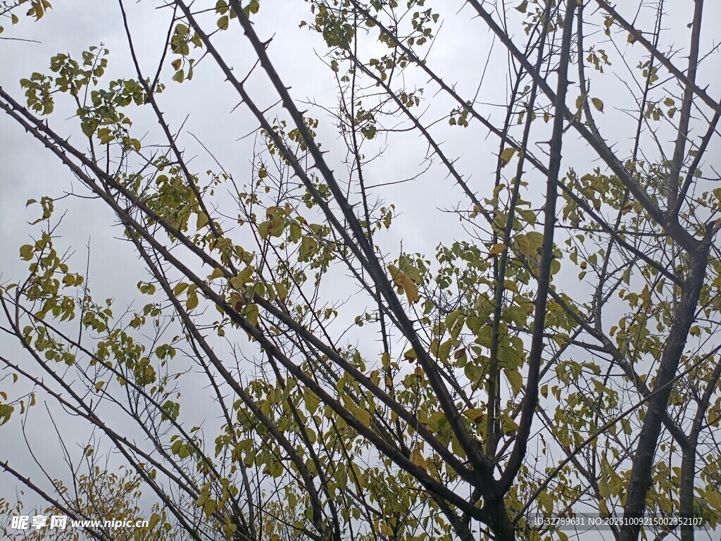 枝头新叶映灰白天空