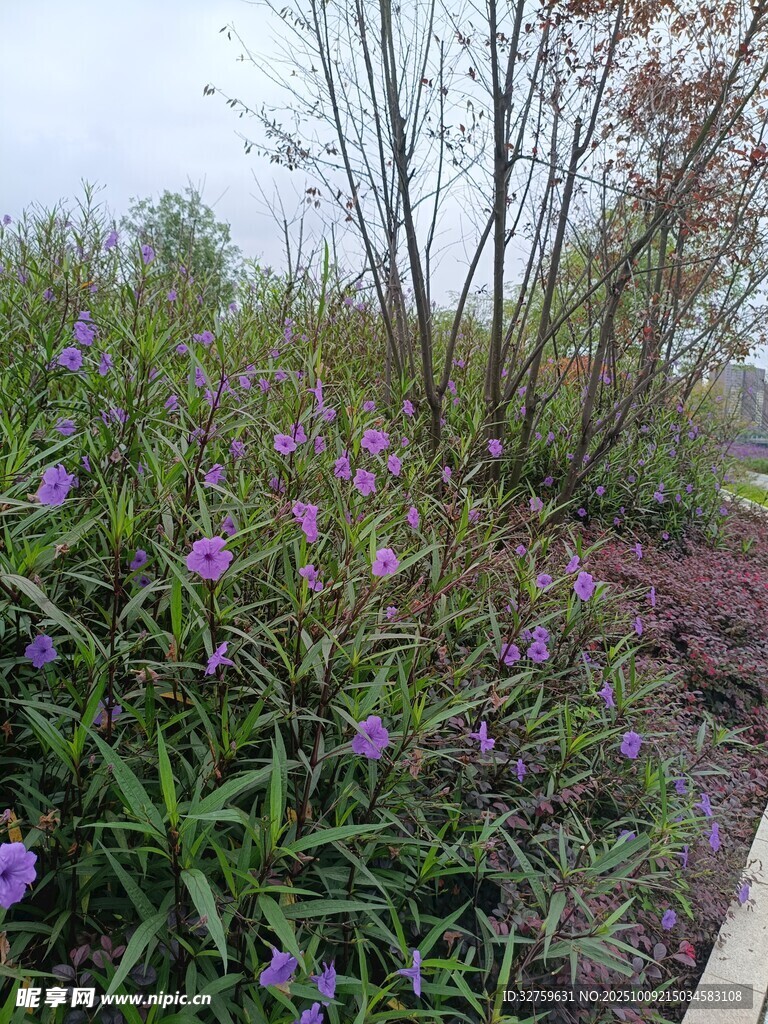 紫色花卉装点的户外景致