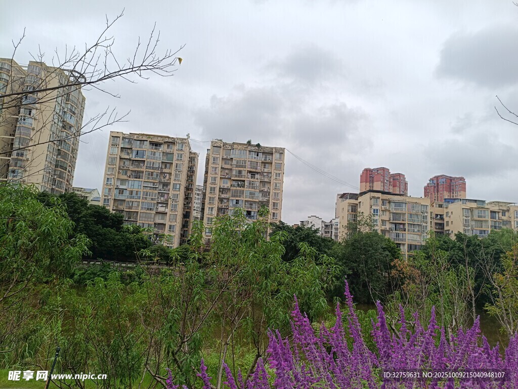 城市中绽放的紫色花卉景观