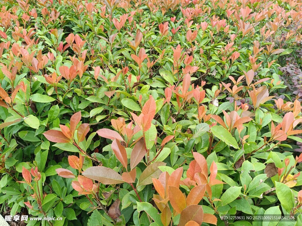 红叶植物景观