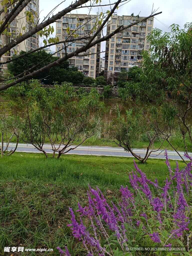 城市边的花草与建筑景观