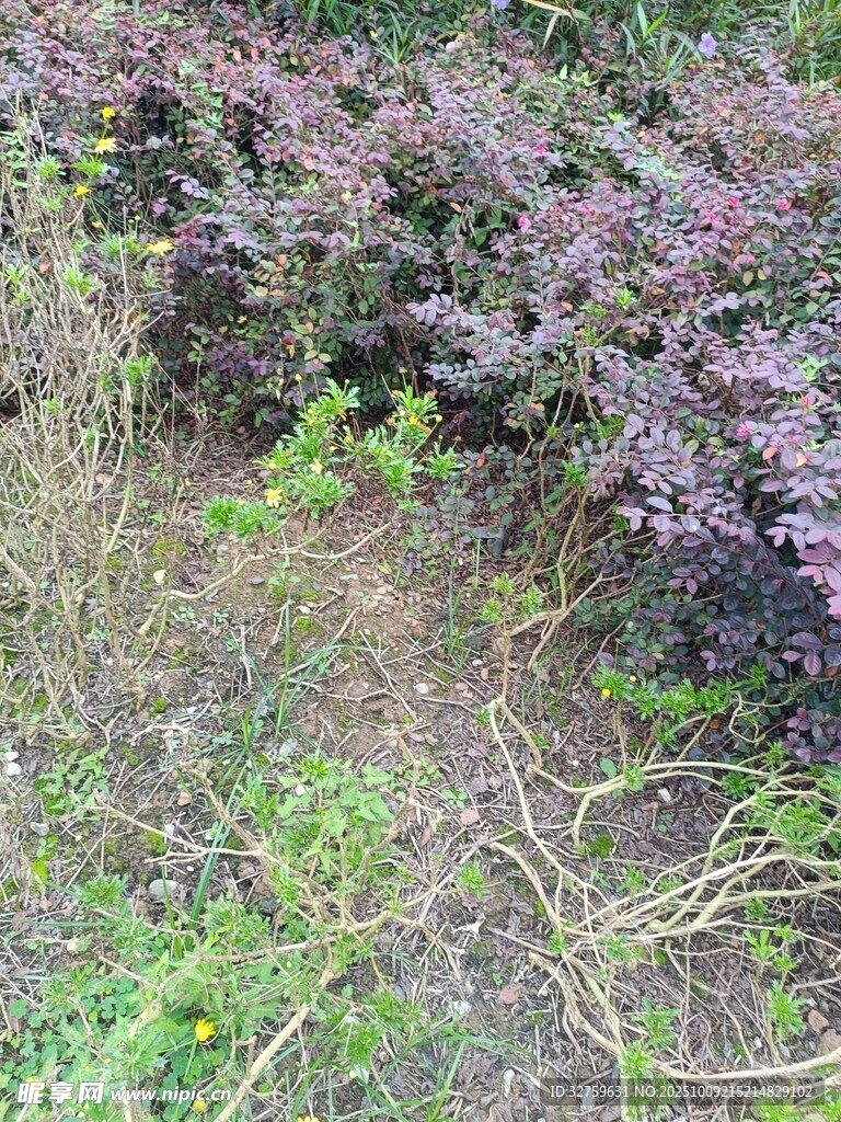 野外繁茂绿植景观
