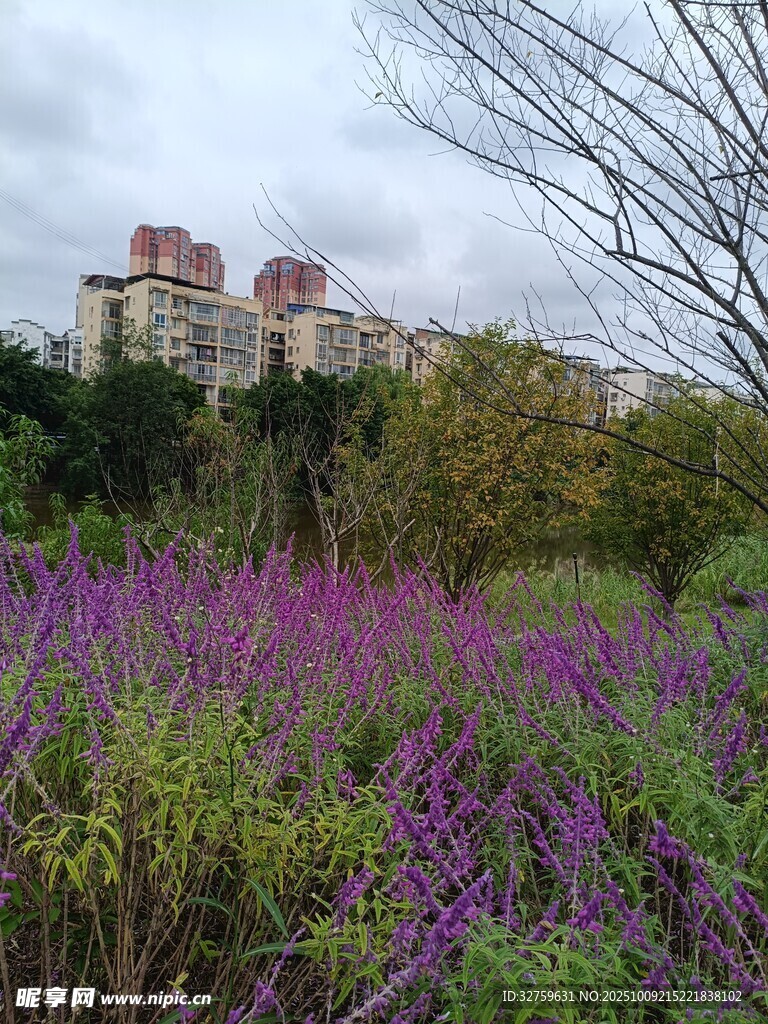紫色花海旁的楼宇景观