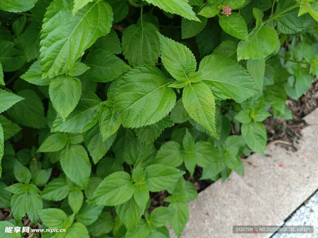 绿叶繁茂的清新植物景观