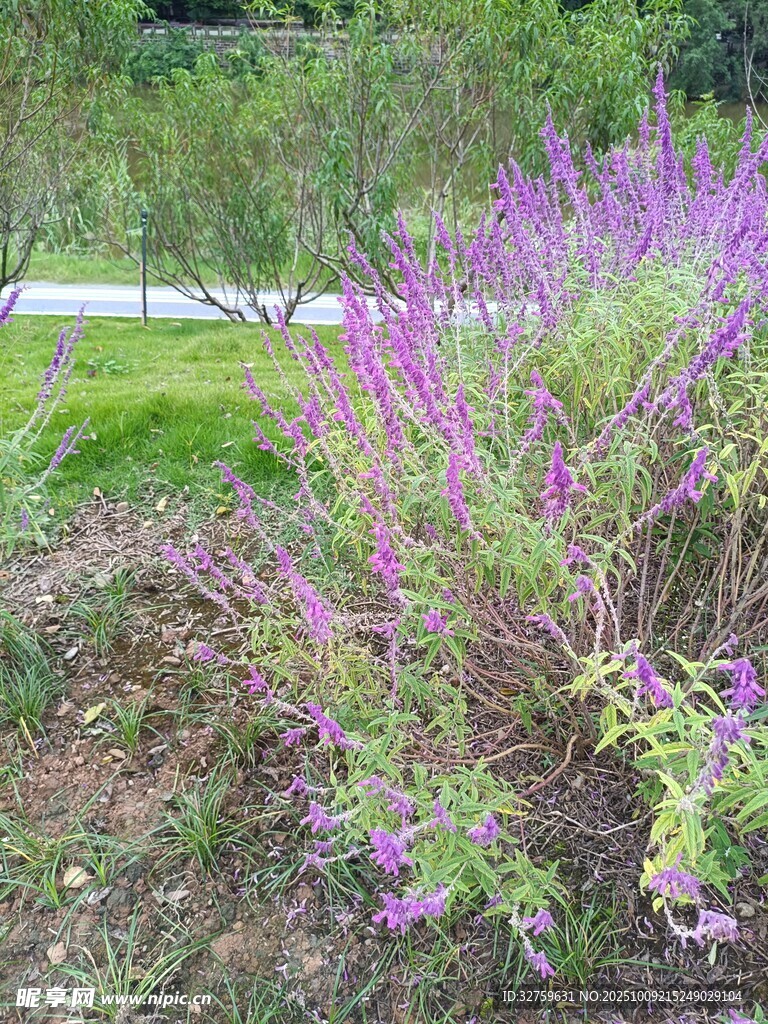 紫色花丛装点户外景致