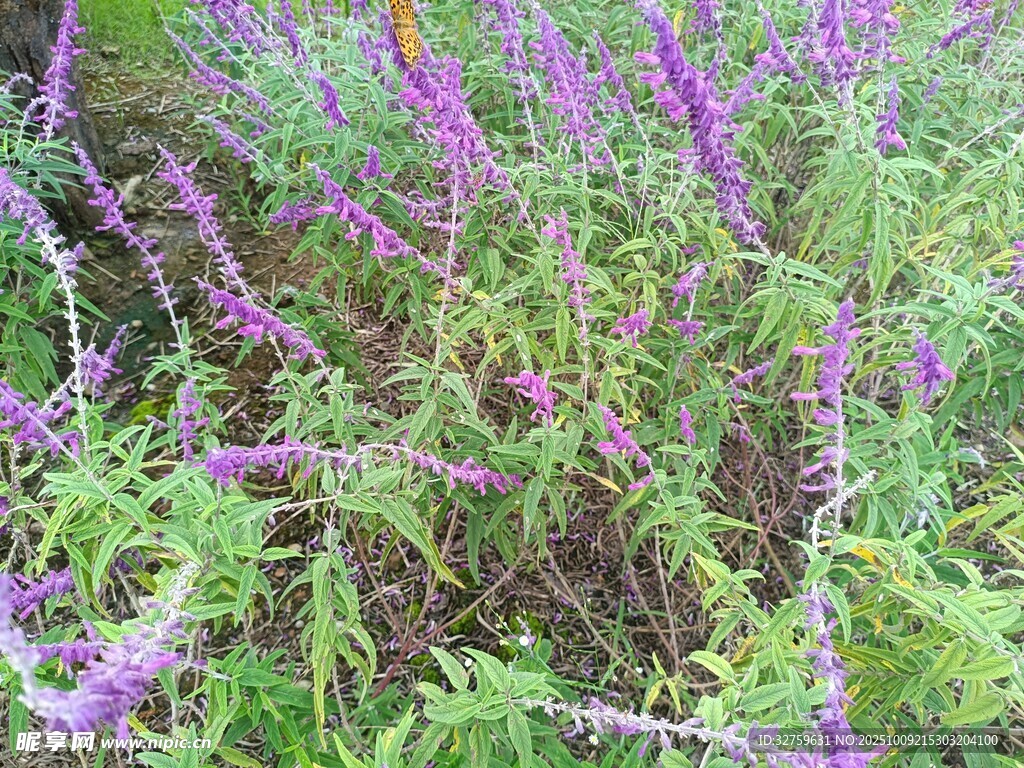 紫色花丛绽放美丽瞬间