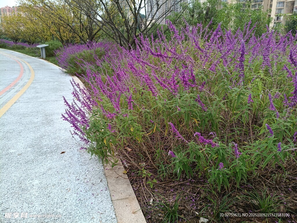 路边绽放的紫色繁茂花卉
