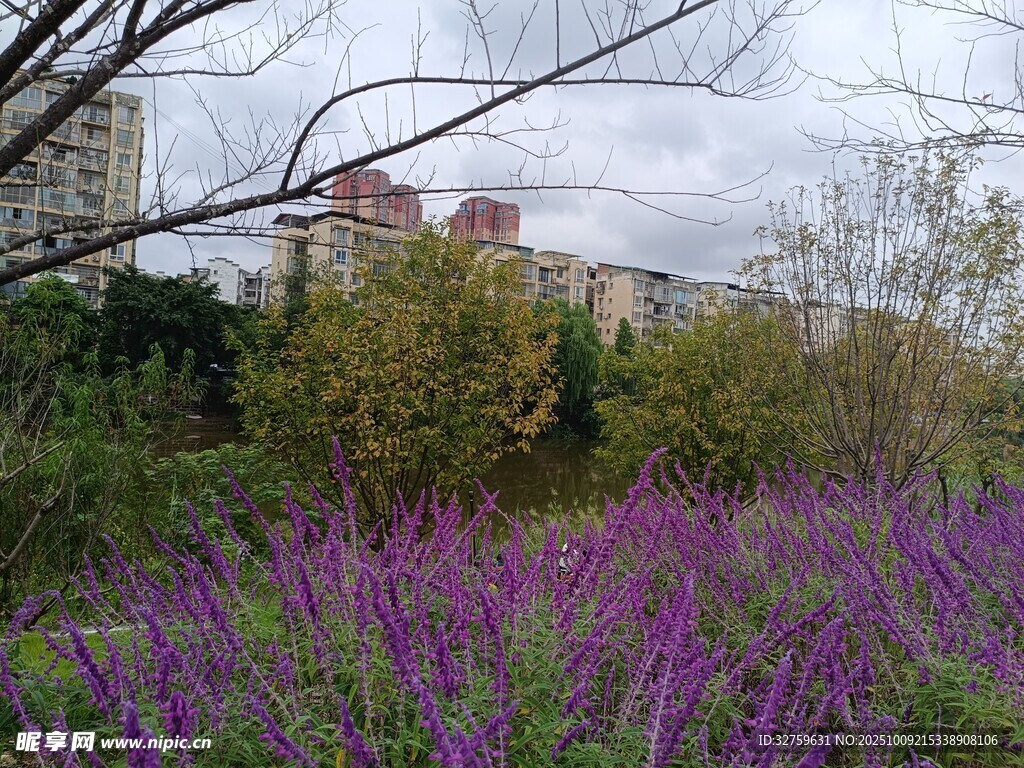 紫色花丛中的建筑景观
